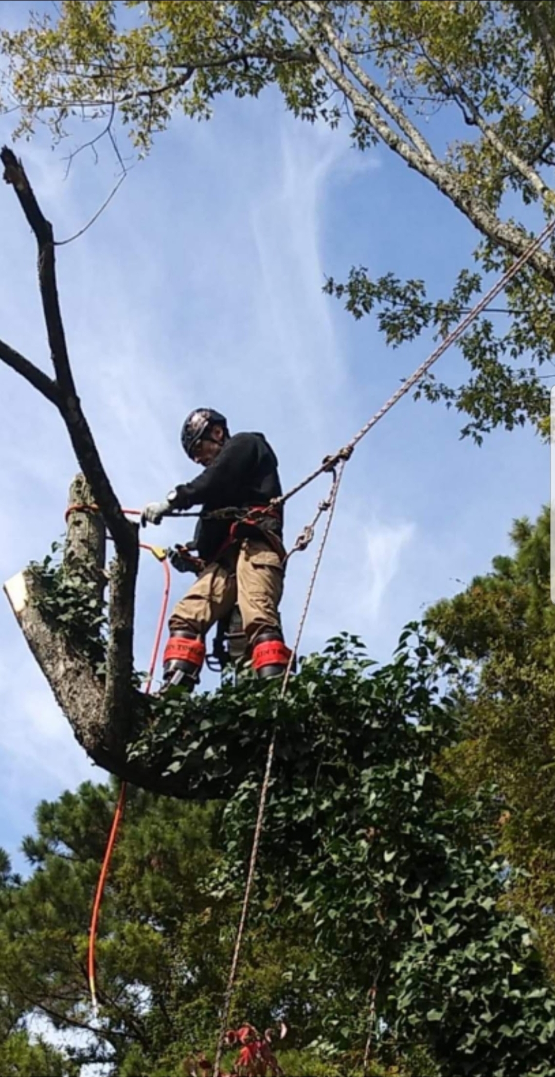 Tree service climber working up in a tree